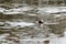 Wild adult male Mallard Ducks Anas platyrhynchos struggling to to exit the water