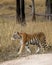 Wild adult royal bengal female tiger or panthera tigris tigris side profile on prowl in search of prey in natural environment at