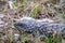 Wild Adult Shingleback Lizard, Woodlands Park, Victoria, Australia, November 2018