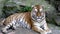Wild adult tiger lying on ground in nature habitat and looking at camera. Concept of nature and wild animals. Orange