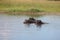 Wild Africa Botswana African Hippo animal mammal