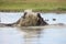 Wild Africa Botswana African Hippo animal mammal