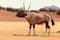 Wild african animal. Oryx walks through the Namib desert