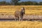 Wild african animals.  African Mountain Zebra standing  in grassland. Etosha National Park