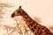 Wild african animals. Closeup namibian giraffe on natural  background