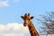 Wild african animals. Closeup namibian giraffe on natural  background