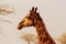 Wild african animals. Closeup  South African giraffe or Cape giraffe