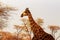 Wild african animals. Closeup  South African giraffe or Cape giraffe