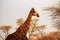 Wild african animals. Closeup  South African giraffe or Cape giraffe