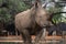 Wild african animals. Portrait of a male bull white Rhino grazing in Etosha National park