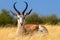 Wild african animals. The springbok medium-sized antelope in tall yellow grass. Etosha National park.