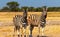 Wild african animals. Two African Mountain Zebras standing in grassland. Etosha National Park