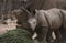 Wild african animals. Two white Rhinos grazing in Etosha National park