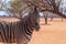 Wild african animals. Zebra close up portrait