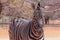 Wild african animals. Zebra close up portrait