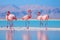 Wild african birds, Group african flamingos walking around the blue lagoon on a sunny day, Generated AI