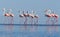 Wild african birds. Group birds of pink african flamingos  walking around the blue lagoon on a sunny day