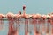 Wild african birds. Groupe of red flamingo birds on the blue lagoon