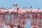 Wild african birds. Groupe of red flamingo birds on the blue lagoon