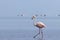 Wild african birds. One bird of pink african flamingo walking around the lagoon