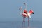 Wild african birds. Two birds of pink african flamingos walking around the blue lagoon