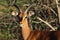 Wild African black-faced impala front veiw.