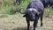 Wild African buffalo