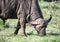 Wild African Buffalo feeds on grass in the savanna