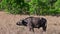 Wild African buffalo grazing