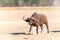 Wild African Buffalo.Kenya, Africa