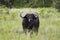 Wild African Buffalo showing tongue