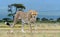 Wild african cheetah, beautiful mammal animal