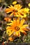 Wild African Daisy, Osteospermum, Mesa, Arizona, Maricopa County