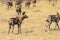 Wild African Dogs hunting