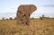 Wild african elephant