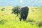 Wild african elephant on African savanna. Tanzania, Africa.