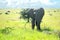 Wild african elephant on African savanna. Tanzania, Africa.