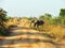 Wild African elephant crossing dirt road on safari