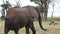 Wild African elephant walking in the savannah