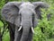 Wild African elephant walks through an acacia bush breaking branches