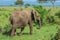 Wild African Elephants Eating leaves