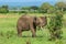 Wild African Elephants Eating leaves