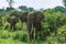 Wild African Elephants Eating leaves