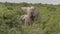 Wild African elephants eating leaves off a tree