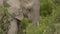 Wild African elephants eating leaves off a tree