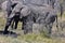 Wild African Elephants Mudbathing by Acacia plants