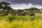 Wild African elephants walking in the bush in evening with dark storm clouds, at Serengeti in Tanzania, Africa