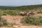 Wild african elephants and warthogs near waterhole dam