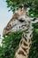 Wild African Giraffe in the Mikumi National Park