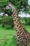 Wild African Giraffe walking in the Mikumi National Park, Tanzania